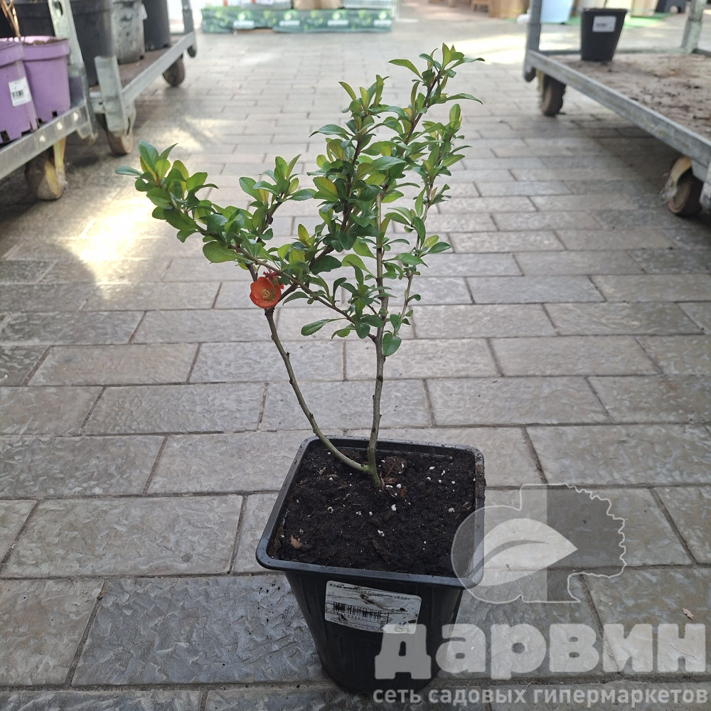 Айва японская Сарженти v2 Lav 