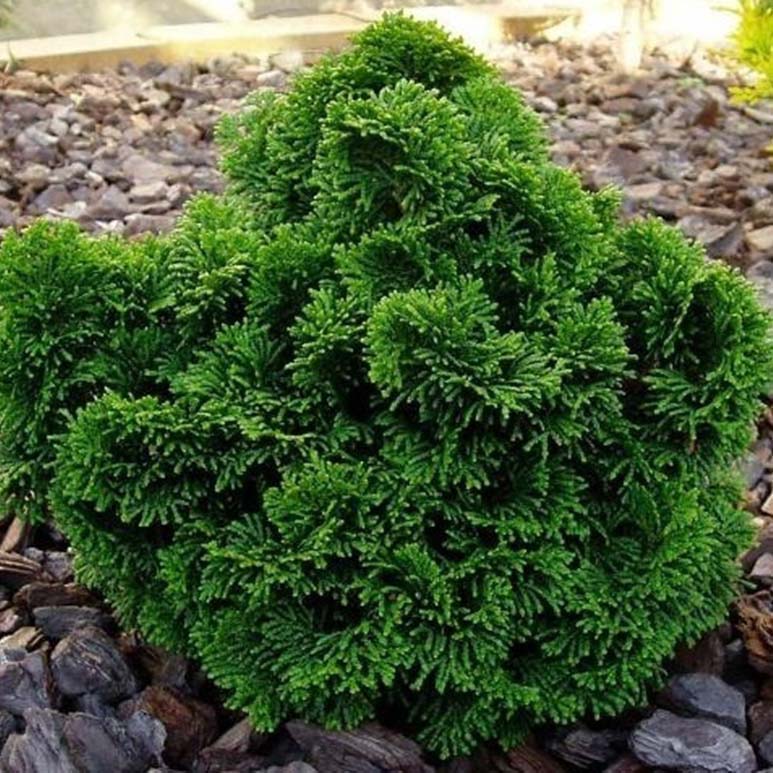 Растение кипарисовик тупой Нана грацилис Р17/15-20 Tw 