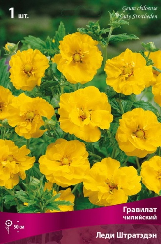 Корневище Гравилат чилийский Леди Штратэдэн1 шт Поиск 