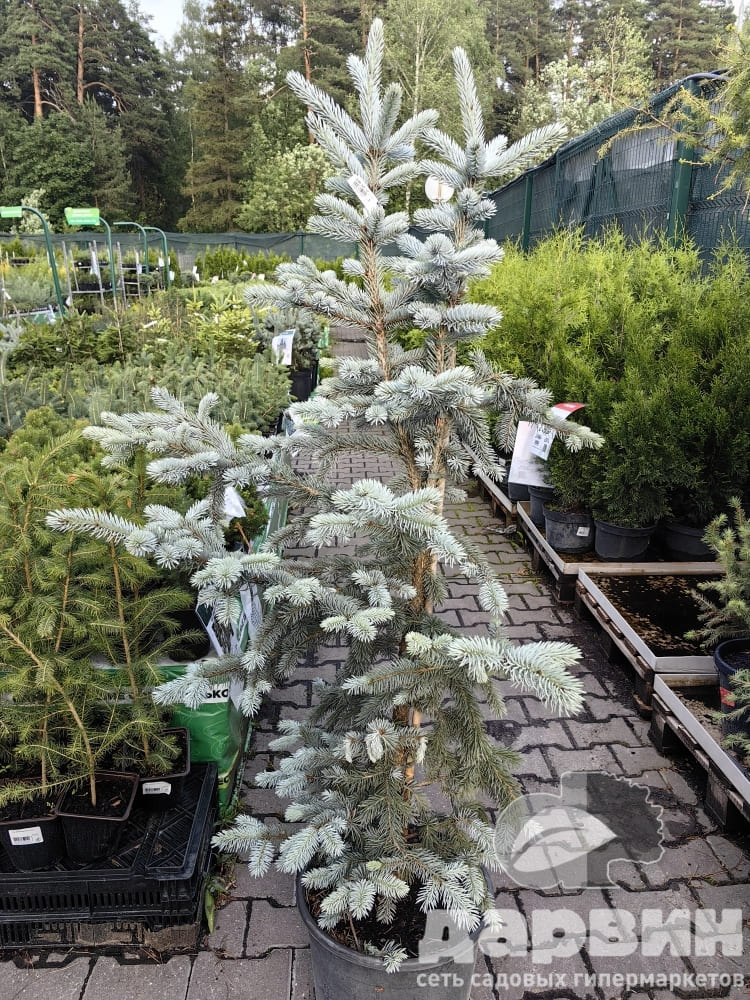 Ель колючая Хупси 100-120 C20 Bor 