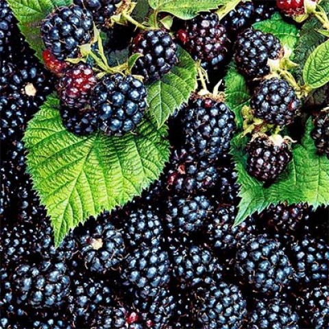 Ежевика Натчез Р9 Tim-FT 