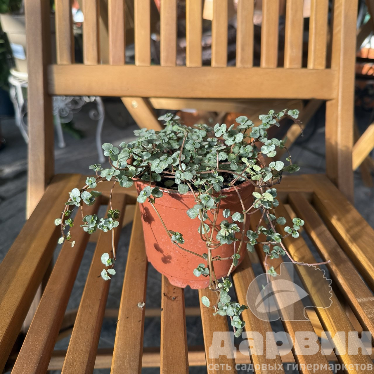 Пилея ливанская d12 Tim 