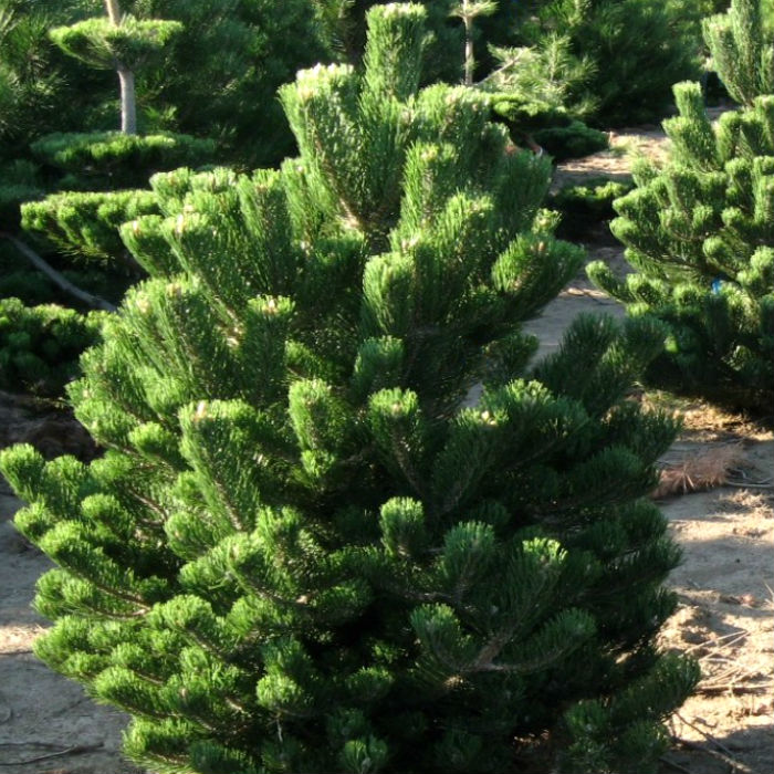 Растение сосна черная Oregon Green 60/+, Cll Ks по цене  Растение сосна черная Oregon Green 60/+, Cll Ks