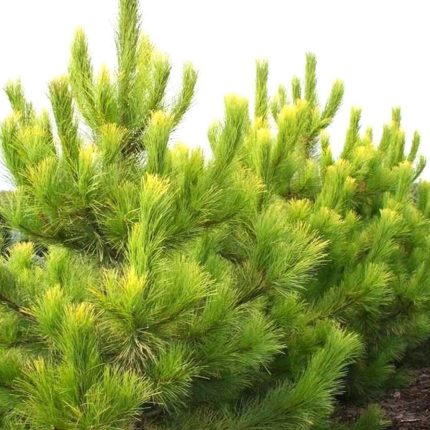 Сосна черная Голдфингерс 50-60 cm Mt 