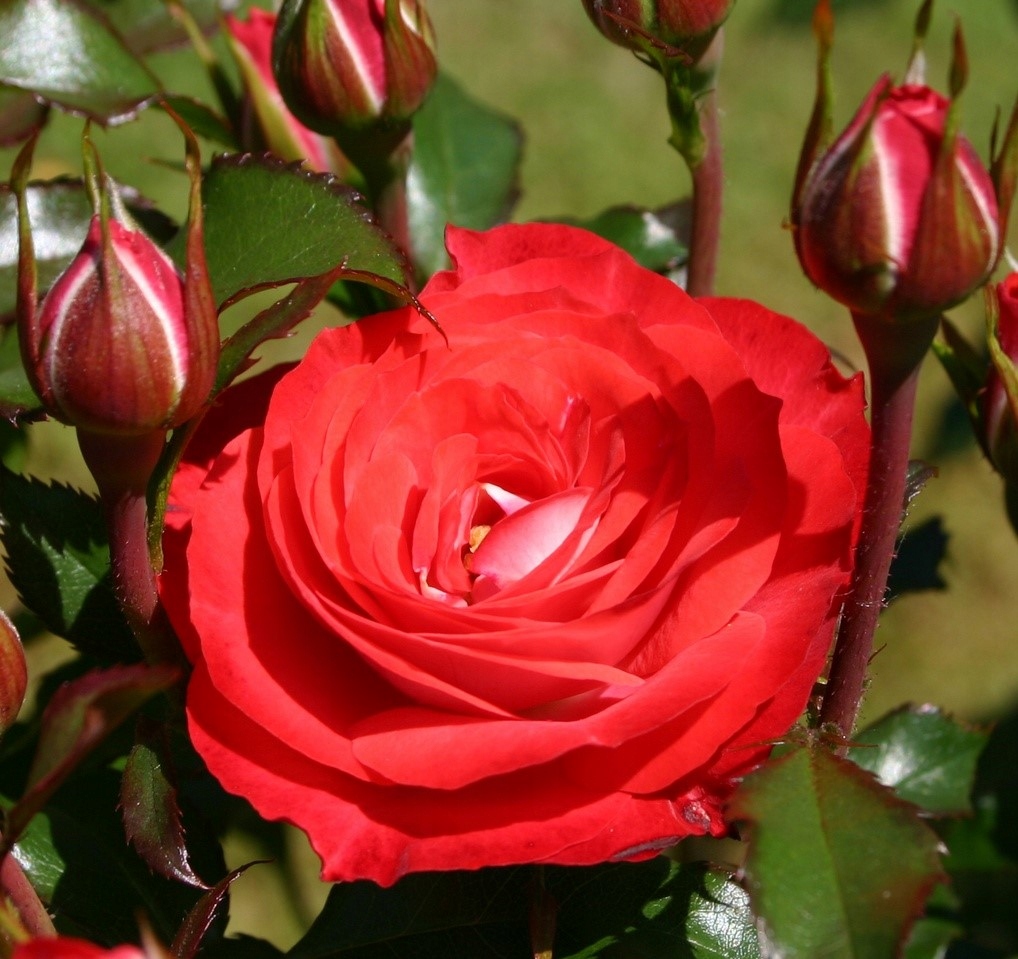 Роза флорибунда Плантед ун Бломен v5 Dem 