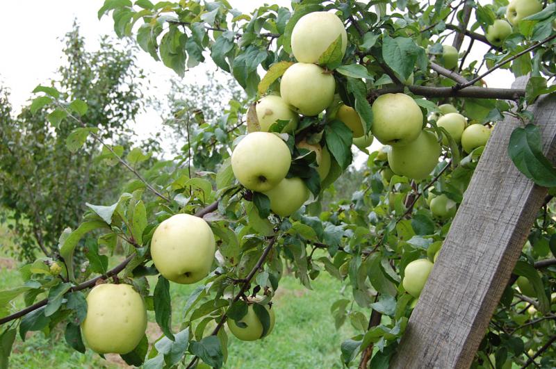 Яблоня Антоновка v5 100-140 Lav 