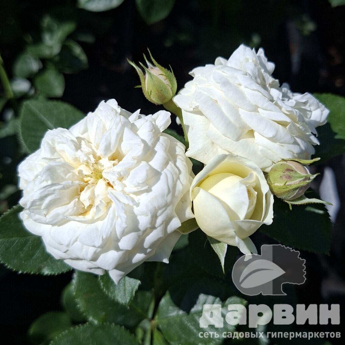 Роза кустовая Артемис v5 Lav 