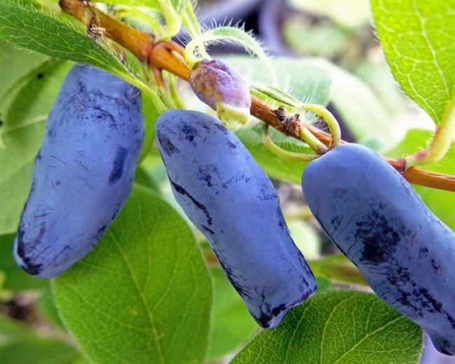 Жимолость съедобная Амур v5 Tim 