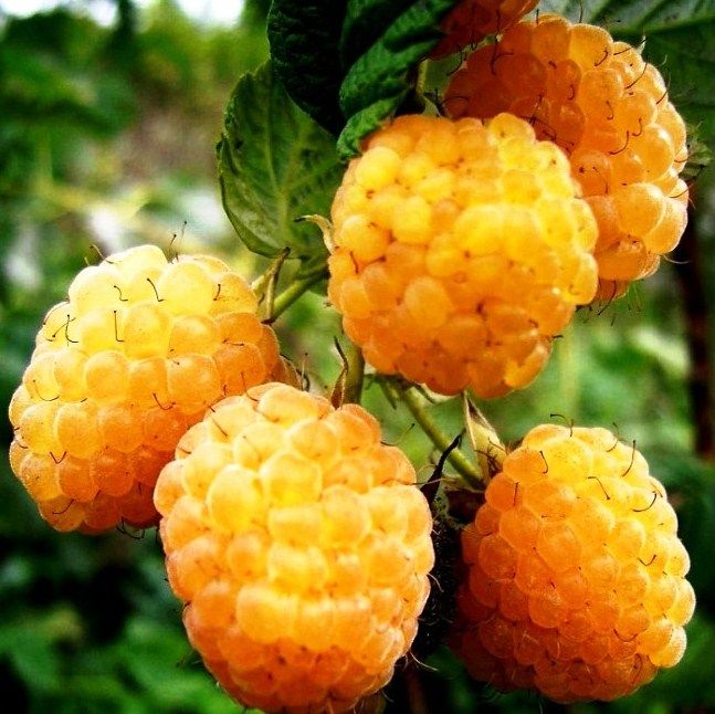 Малина Желтый Гигант желт v2 Tim по цене  Малина Желтый Гигант желт v2 Tim