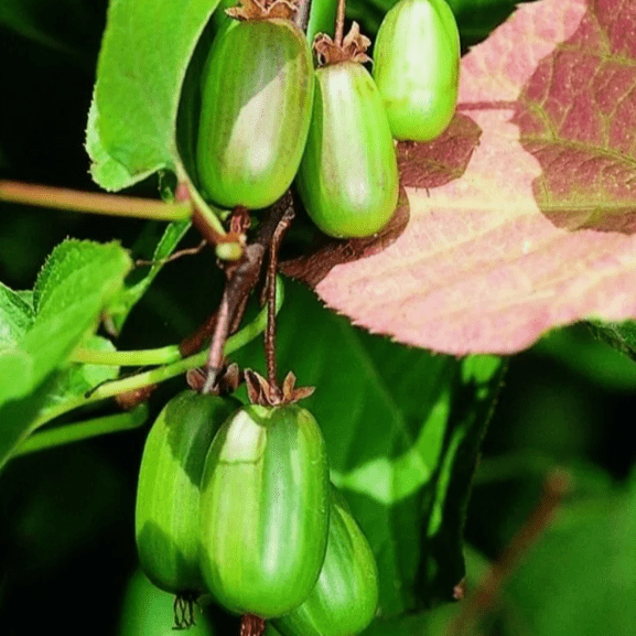 Актинидия коломикта Доктор Шимановский самопл v2 Cl 