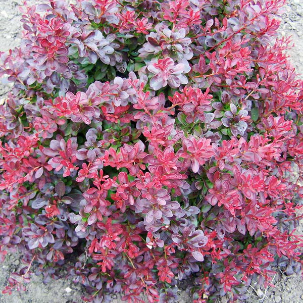 Барбарис тунберга Атропурпурея нана Р19/25-30 Tw 