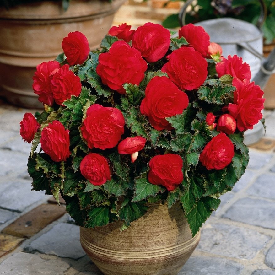 Клубень Бегония Нон-стоп Ред 4/5 2шт Поиск 