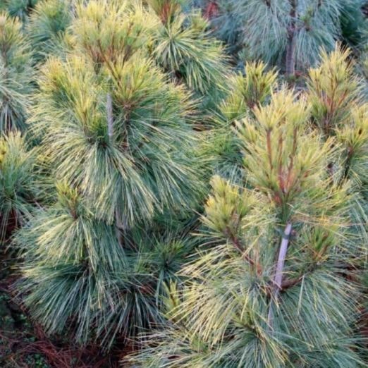 Сосна веймутова Пацифик Санрайз 50-60 cm cont. 10L Mt 