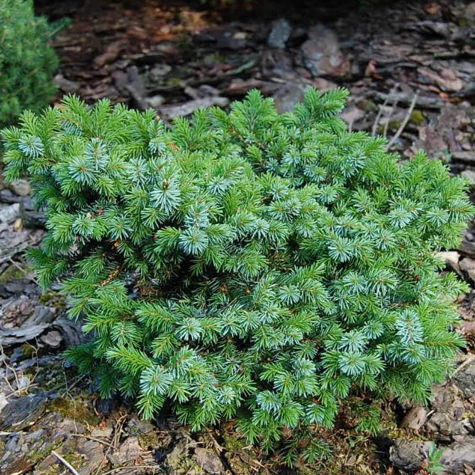 Растение ель сербская Александра 60-80см Lt 
