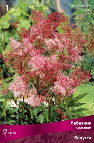 Кореневище Лабазник красный Венуста 1шт Поиск 