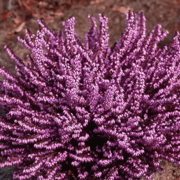 Эрика дарленская Дарлей Дейл v2 Lav 