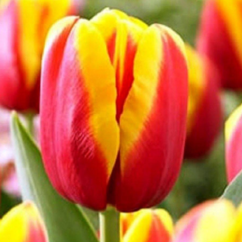 Луковица НВМ Тюльпан Андре Ситроен 11/12 желто-красный 10шт 