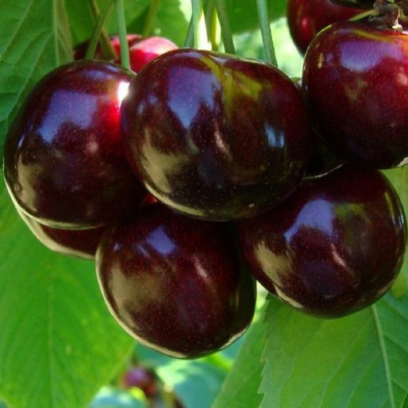 Черешня Валерий Чкалов  v5-10 Tim 