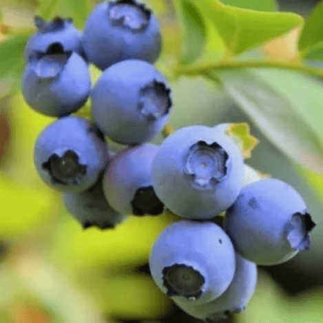 Голубика садовая Нортланд v7,5 