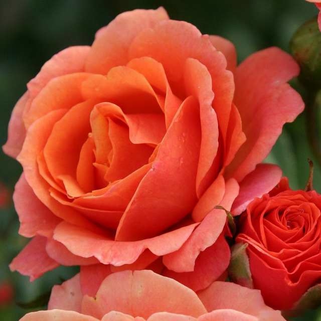 Роза чайно-гибридная Ламбада v5 Lav 