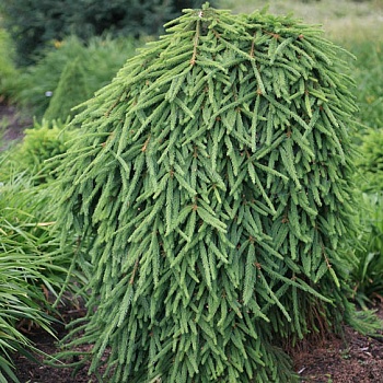 Растение ель обыкновенная Фробург 60-80см 