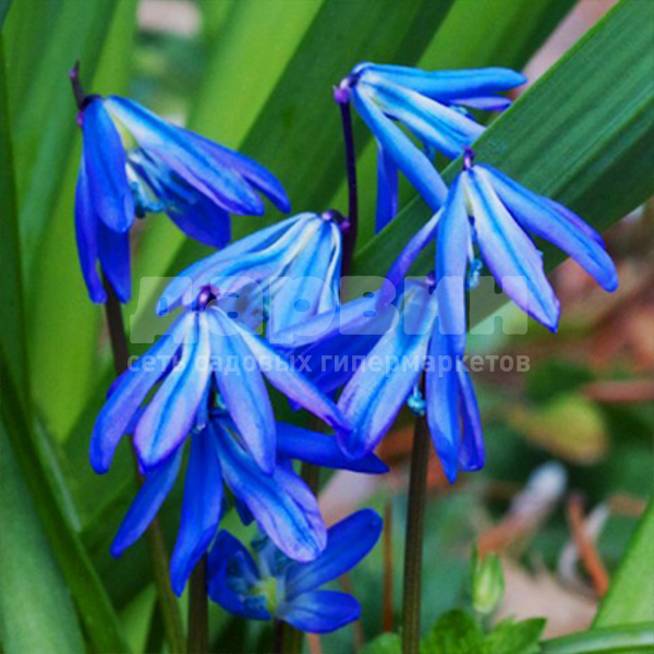 Луковица сцилла сибирика Спринг Бьюти 7/8, 5 шт/уп 