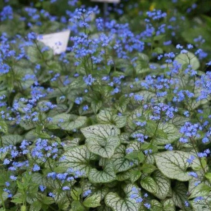 Брунера Джек Фрост v2 Tim 