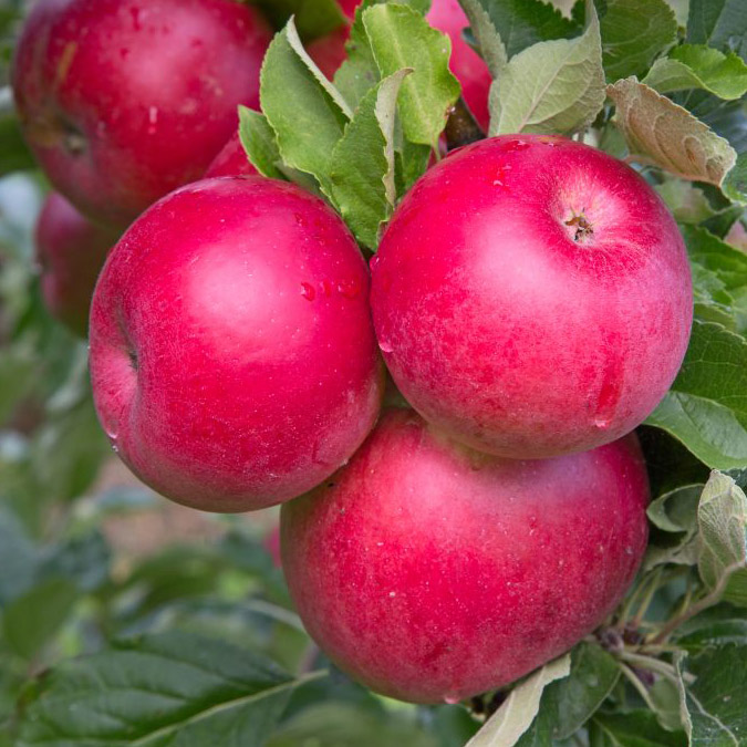 Яблоня Рождественское v7 100-140 Tim 