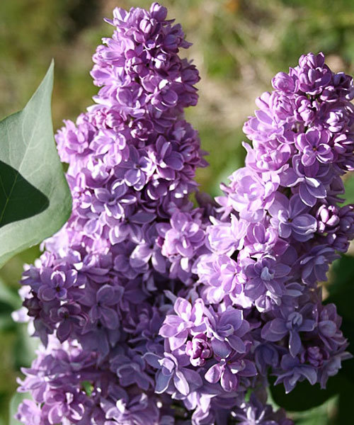 Сирень обыкновенная Андрюша Громов 2 Lav 