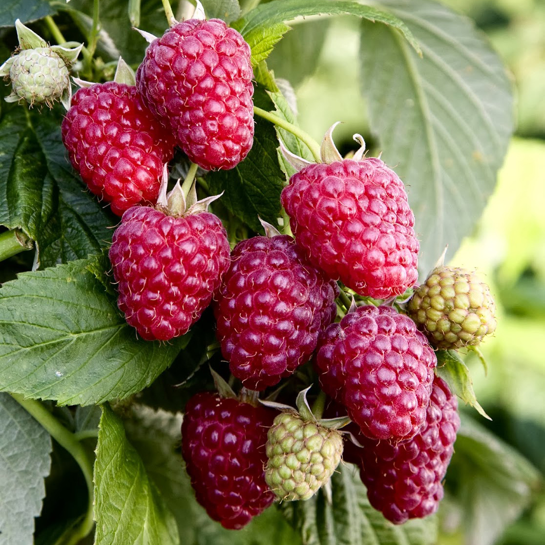 Малина Отм Треже v2 Tim 