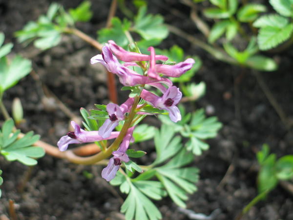 Хохлатка p9 Push 