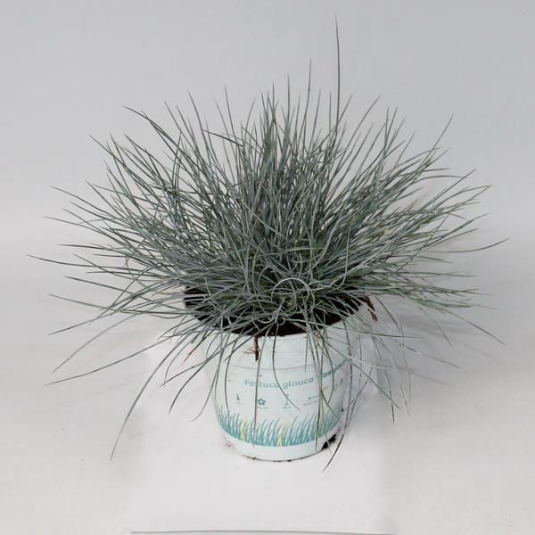 Многолетник Р11 микс=399 