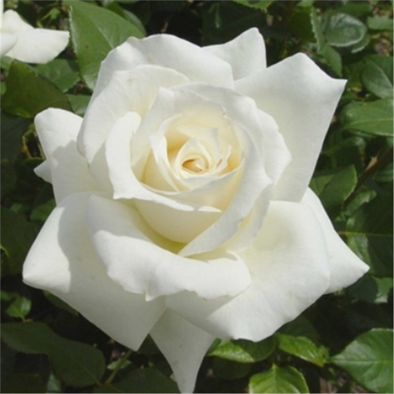 Роза чайно гибридная Элоджиан  в коробке AV 