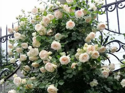 Роза плетистая Пале Рояль в коробке АФ 