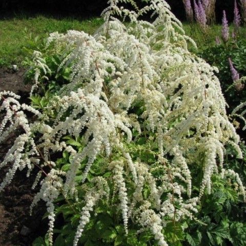 Астильба Профессор ван дер Вилен v2 Tim 