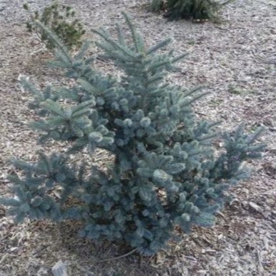 Пихта Фразера Блю Боннет 30-40 Mt 