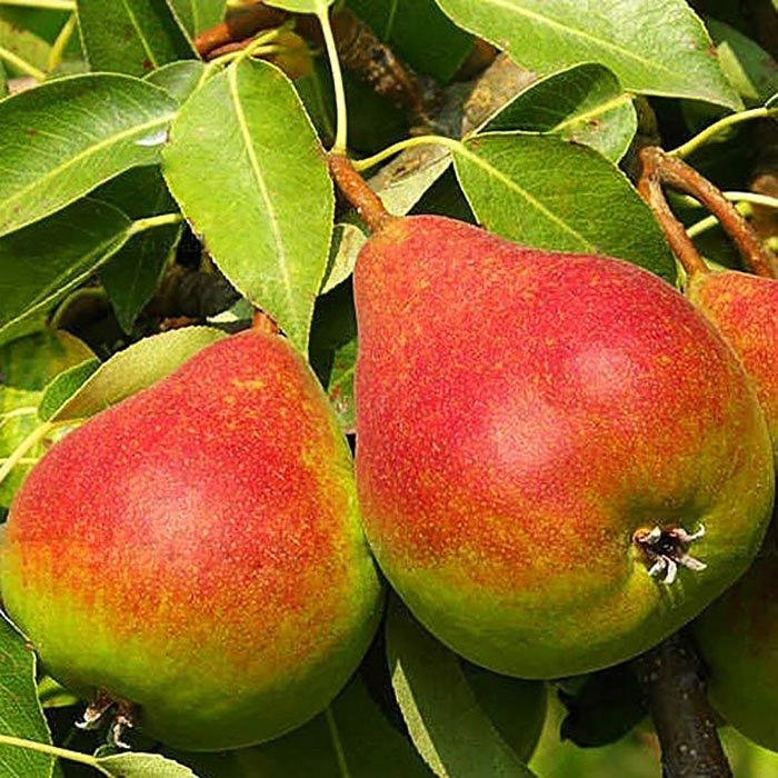 Груша Рапсодия 1-летка 