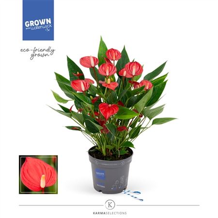 Антуриум Андреанум Карма Миллион d12 h43 