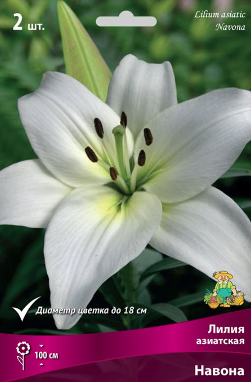 Луковица Лилия азиатская Навона 14/16  2шт. Поиск 