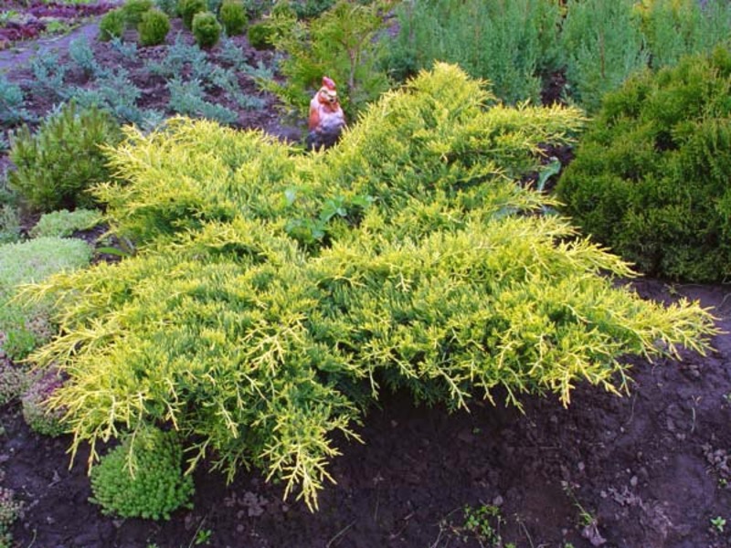 Можжевельник пфитцериана Голд Стар v7,5 40-60 Bor 