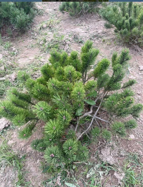 Сосна горная Мугус 60-80 с25 Nik   