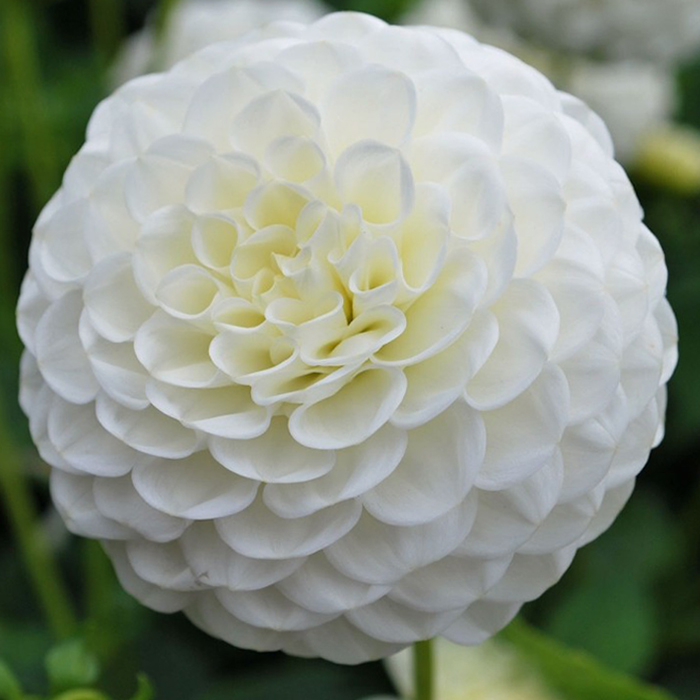 Клубень Георгина Бум Бум Вайт, 1шт/уп 