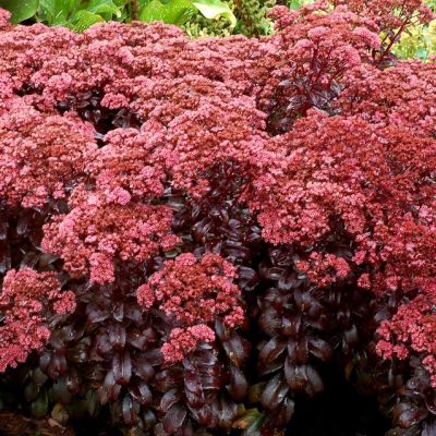 Седум Дарк Меджик d12 ХР 