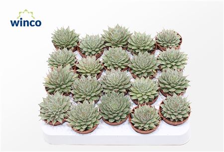 Граптопеталум Филиферум d5 h10 