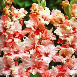 Луковица гладиолус Баттерфляй микс 12/14 10шт 