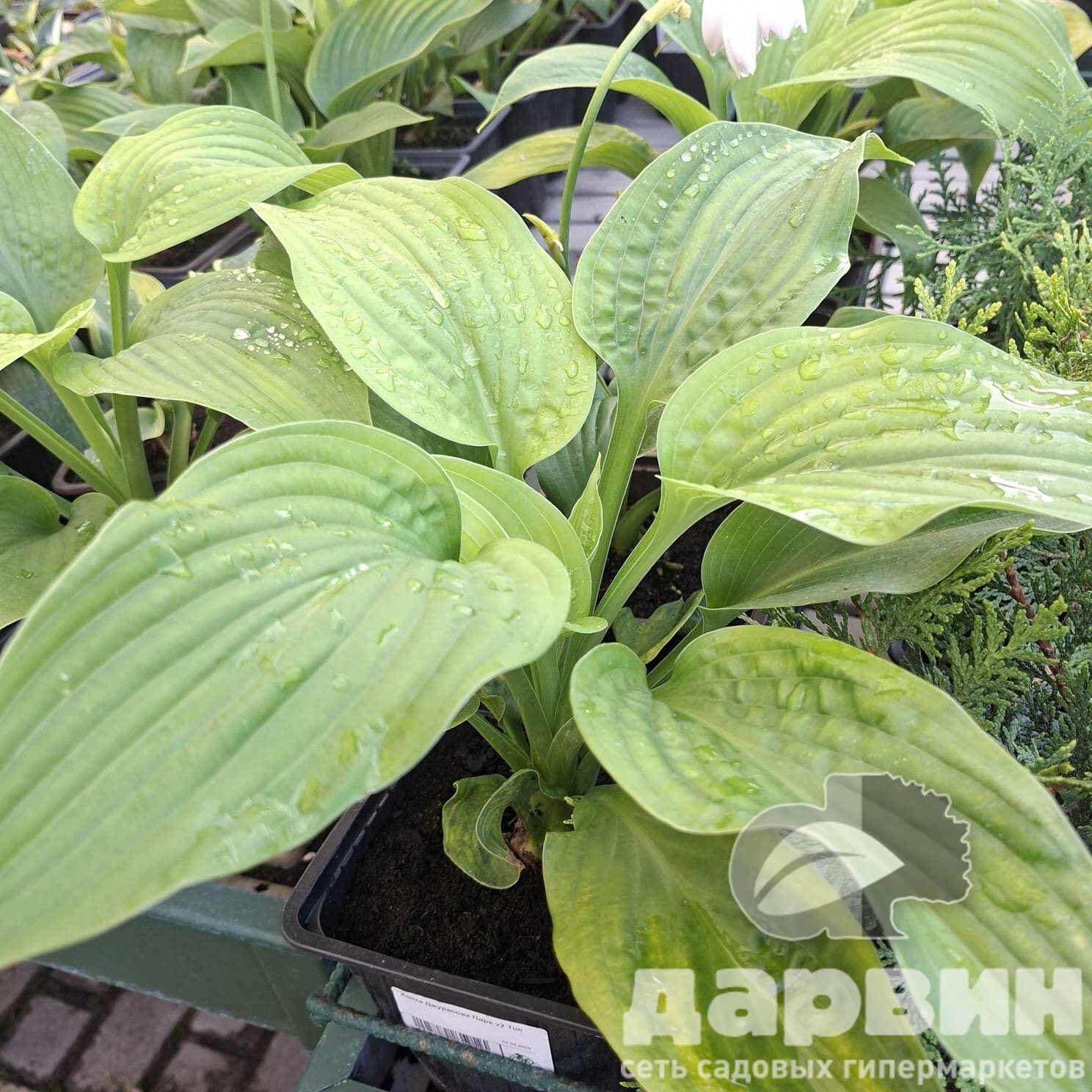 Хоста Джурассик Парк v2 Tim 