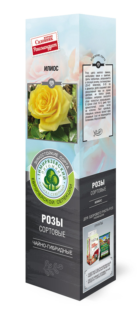 Роза чайно-гибридная Илиос в коробке ZP 