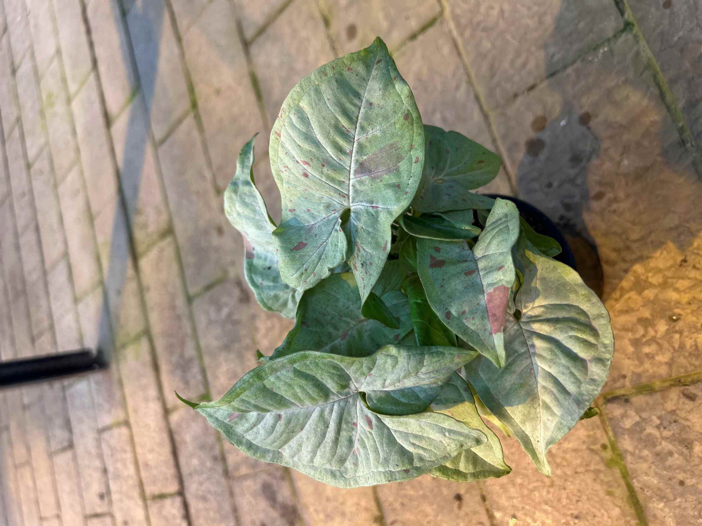 Сингониум конфетти d11 Tim 