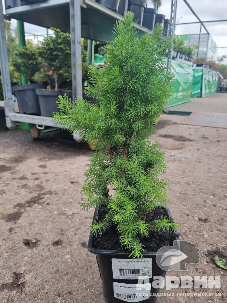 Ель канадская Коника v2 Lav 
