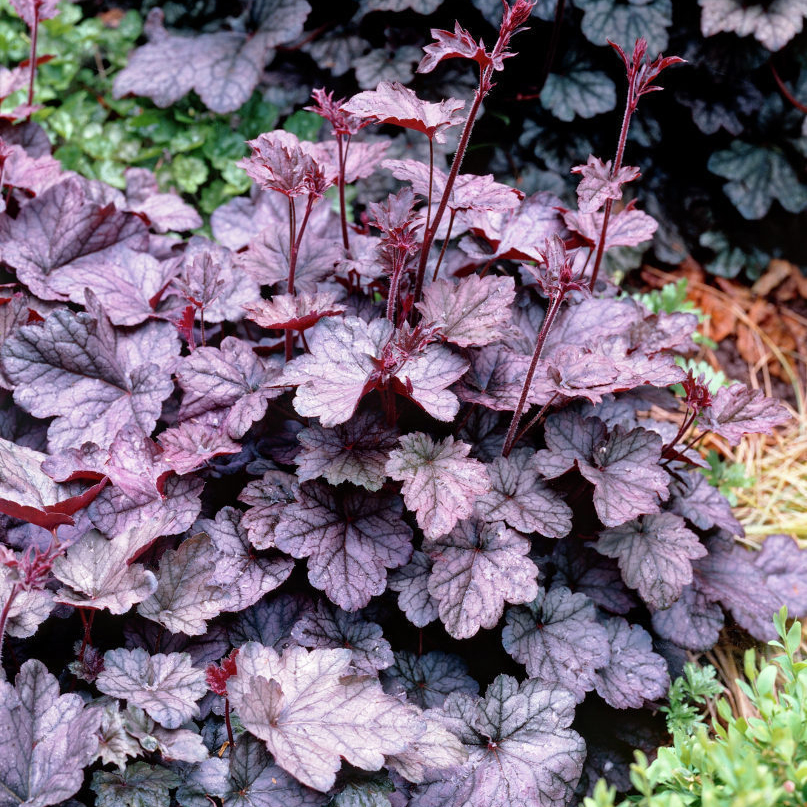 Корневище Гейхера гибридная Регина,1 шт. 